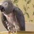 Sometimes I M A Talking Parrot And Sometimes I M A Whistling Parrot Talkingparot Einsteinparrot