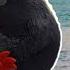 Red Chuck Bomb Angry Birds Music Video Alan Walker Vs Coldplay Hymn For The Weekend Remix