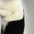 Rock Your Body Cat S Got Moves Like Timberlake