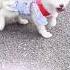This Man Discovered A Lost Baby White Fox And Adopted It