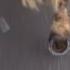 How To Desensitise A Carriage Driving Horse To Unusual Or Loud Noise Training Method For Horses