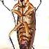 Cockroach Dancing See Tình Hoàng Thùy Linh Cockroach Dancing Shorts SeeTinh HoangThuylinh