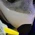 Chuck E Cheese And ELi Plays Bed Bugs Game