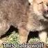 No One Expected That To Happen Hearttouching Animallovers