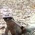 Iguana Running In The 90 S SHOCKING