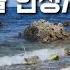 한국의 아름다운 해변에서 단 10분이면 수면모드로 파도와 바람과 예쁜꿈을 꿉니다 자연영상 그대로 사실적인 영상으로 힐링하세요
