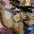 Боевые животные