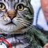The Cat Cried After Losing Its Owner After Examining Him The Vet Was Speechless