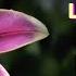 Великолепие цветов Magnificence Of Flowers Елена Светлова