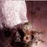 Jesu Joy Of Man S Desiring From Cantata No 147