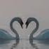 Most Famous Classical Tchaikovsky Swan Lake Suite Op 20a II Waltz