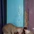Like And Subscribe Love Song Cute Friendship Petlover Catvideos Entertainment Cats