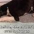 Day 159 And Our Foster Dog Still Hasn T Let Us Pet Her Rescuedog Izzy