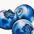 Blue Berries R2 Afro Edit Sem Jacobs Tagmann FREE DL Support By Wakyin Pauza