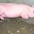 Music Viralvideo Pig Pigfeed Pigbreeding Animals Pigfarming Funny Song Rap Shorts Shortvideo