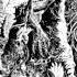 Graveyard Who Art Thou O Witch That Seekest Me