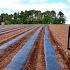 WE DID IT Growing The Best Vegetables In 2025