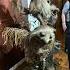 Henson Studios Tour La Muppets Fragglerock Kermit Labyrinth Puppet Improv