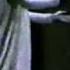 June Anderson LUCIA DI LAMMERMOOR 1983 Mad Scene Part 1