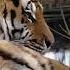 The Tiger Mindset How To Roar Into Success With Confidence Usa Changeyourmindsetchangeyourlife