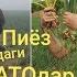 Пиёзни ўғитлашда энг катта хатолар