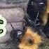Lets Open Up And Look Inside A Tree Bumblebee Nest