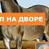 Мул на дворе Уильям Фолкнер Аудиокнига Рассказ