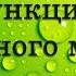 Строение и функции спинного мозга