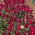 Walking Among MILLION Of Flowers At Australia S Largest Festival Shorts