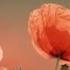 To Any Dead Officer By Siegfried Sassoon