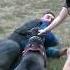 The Dog Saved The Girl From The Hooligans Bodyguard Dog Training Cane Corso Prometheus Odessa