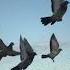 გოგიტა გოგიძე მშვიდობის მტრედებო Gogita Gogidze Mshvidobis Mtredebo Doves Of Peace