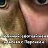 Спасибо дура американскийбулли собака буллищенки Americanbully реки собакаприколы юмор