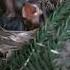 Life Journey Of Nightingale 1 Bulbul Ki Jeevan Yatra Bird S Life Journey