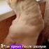 собака Tiktok Shortvideo щенок рекомендации Cat Dog Music Song французскийбульдог Dance