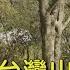 雲林 全台僅兩處有 他復育原生種山楂 推廣山村特色 扭轉家鄉命運 一步一腳印 草嶺石壁的山楂之旅 20250112