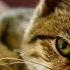 Как кошка узнает своих хозяев И как долго она их помнит How Does A Cat Recognize Its Owners