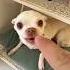 Niki Is The Most Celebrity Chihuahua In The World Shorts