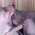 Обнимашки Целовашки Сфинкс сфинкс котики Cat Animals