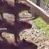 Animals Capybara Tiktok