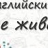 Морские животные на английском