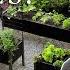 Three Edible Shrubs That Look As Good As They Taste Raised Bed Update