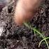 3 Days A Light RAIN GREEN Stuff Growing