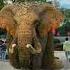 What Happened To The Elephant Special Effects Elephant Special Effects Production Please Don T