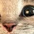 Мой Маленький Котенок Любимый Питомец Симулятор Котика Игровой Мультик для Детей
