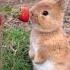 Amazing Animal Growth Journey Animals Funny Cute