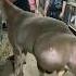 Hissar Fat Tailed Ram A Giant On Farm рам