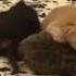 Lovely Baby Dog Like To Play With Baby Kitten Hello Three Kitties Cute Kitties