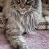 Куда исчез принц Теоден Cat Mainecoon котенок котята