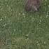 Nature заяц вот так прямо у дома Cute Bunny
